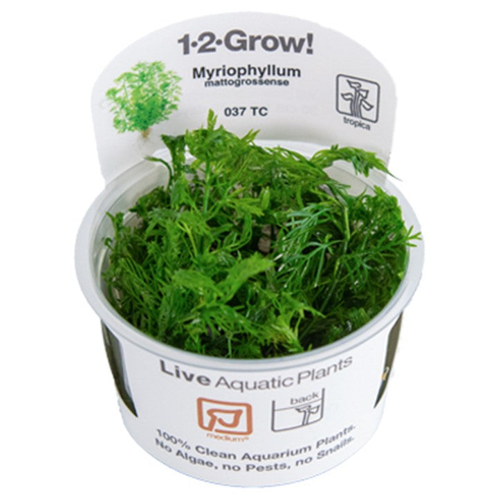 Tropica 1-2 Grow-Myriophyllum mattogrossense