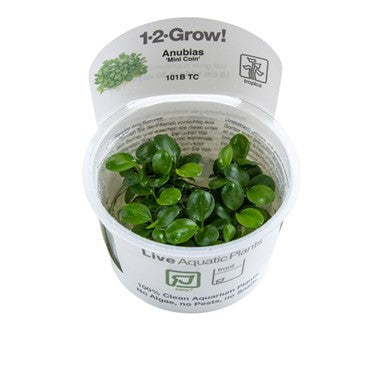 Tropica 1-2 Grow- Anubias barteri 'Mini Coin'