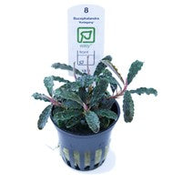 TROPICA- Bucephalandra 'Kedagang'