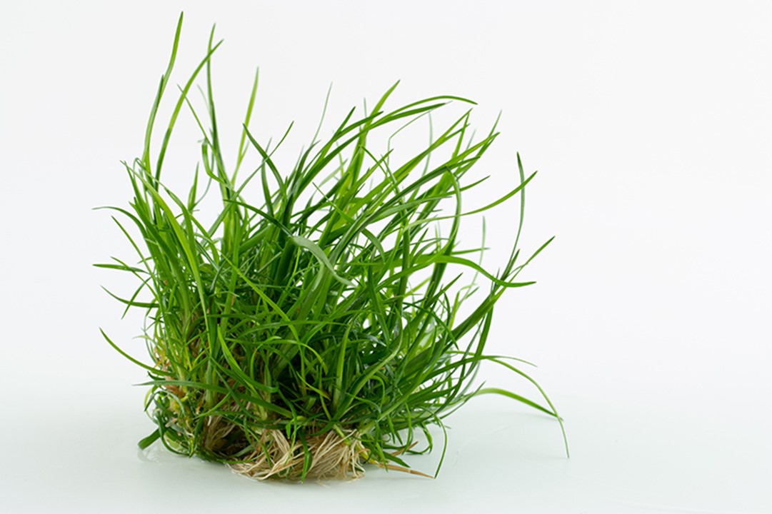 Tropica 1-2 Grow-Eriocaulon polaris