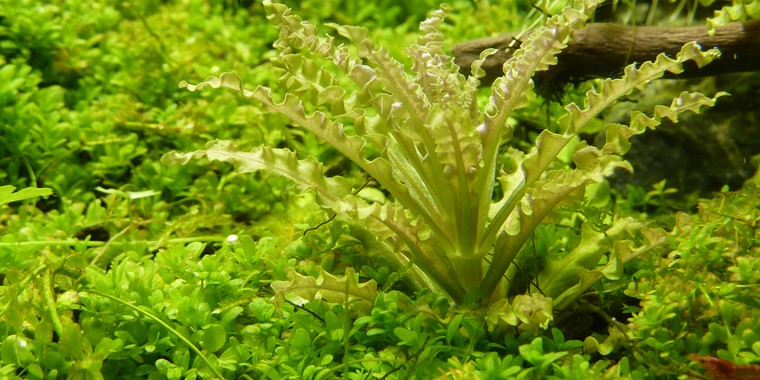 Tropica 1-2 Grow- Pogostemon helferi - theplantguy