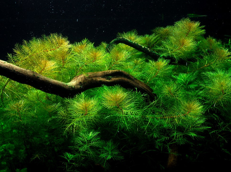 Tropica 1-2 Grow-Myriophyllum mattogrossense