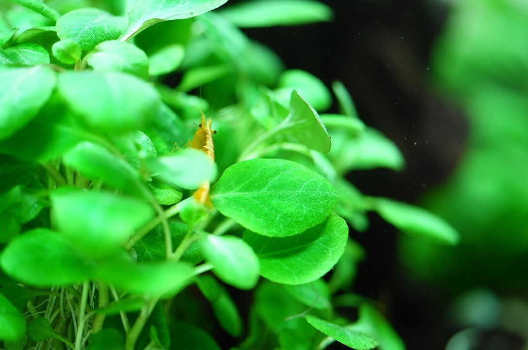 Tropica 1-2 Grow-Lobelia cardinalis 'Mini'