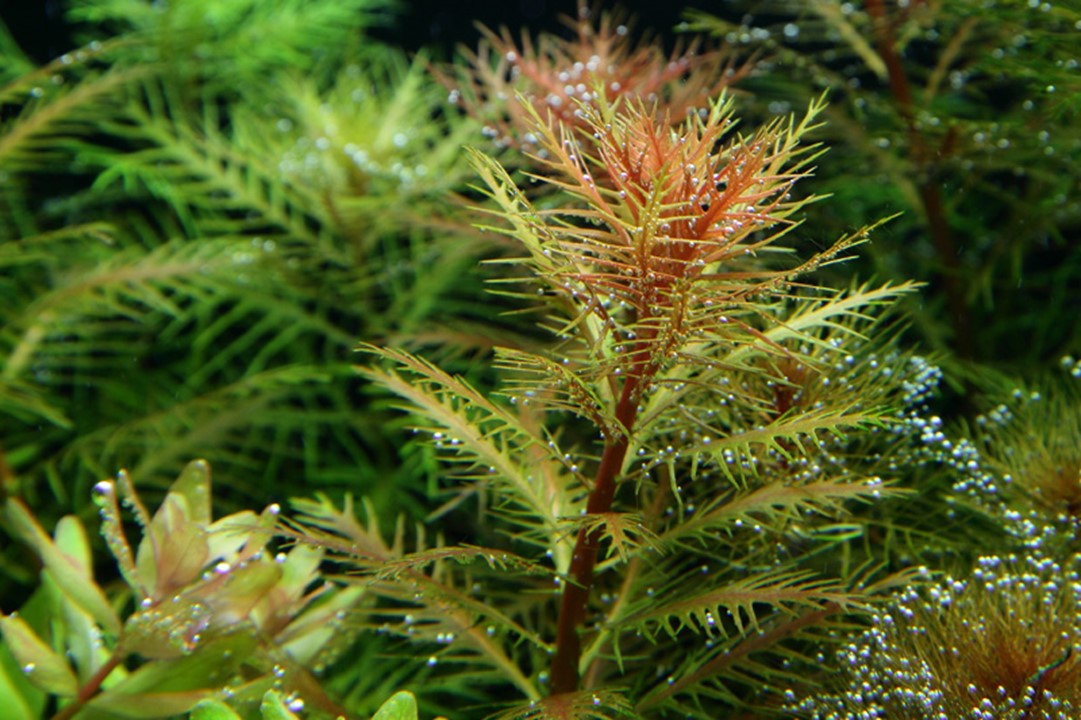 Tropica 1-2-GROW -Proserpinaca palustris