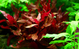 TROPICA- Alternanthera reineckii 'Rosanervig'