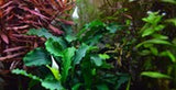 TROPICA- Bucephalandra pygmaea 'Bukit Lelam'
