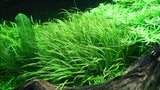 Tropica 1-2 Grow- Blyxa japonica