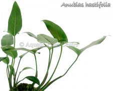 Anubias hastifolia (gracilis)
