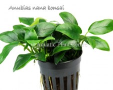 Anubias nana bonsai (one rhizome)