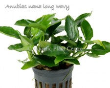 Anubias nana long wavy (one rhizome)