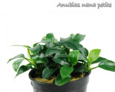 Anubias nana petite (one rhizome)