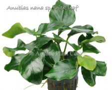 Anubias nana fatty (thick leaf)