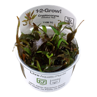 Tropica 1-2-GROW - Cryptocoryne undulatus 'Red' - theplantguy
