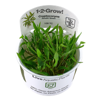 Tropica 1-2 Grow- Cryptocoryne wendtii 'Green' - theplantguy