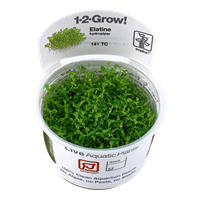 Tropica 1-2-GROW -Elatine hydropiper - theplantguy