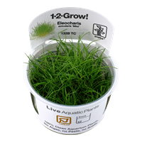 Tropica 1-2-GROW -Eleocharis acicularis 'Mini' - theplantguy