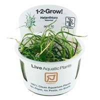 Tropica 1-2 Grow- Helanthium 'Vesuvius' - theplantguy