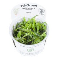 Tropica 1-2-GROW-Heteranthera zosterifolia - theplantguy