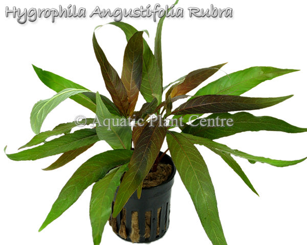 Hygrophila angustifolia 'rubra'