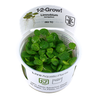 Tropica 1-2-GROW - Limnobium laevigatum - theplantguy