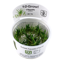 Tropica 1-2-GROW- Littorella uniflora - theplantguy