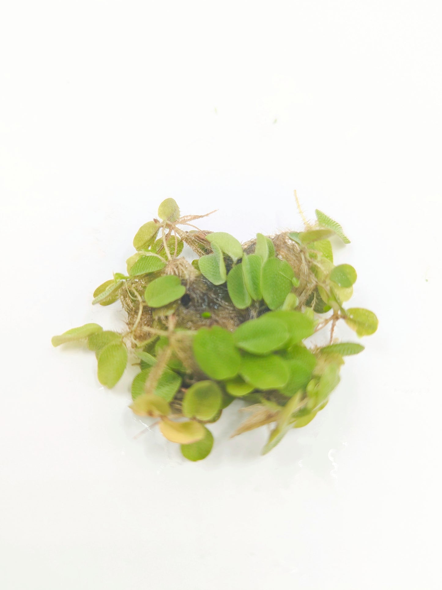 Salvinia auriculata