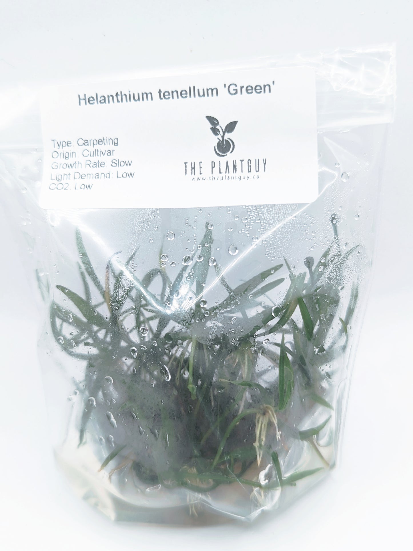 Helanthium tenellum 'Green' PGTC