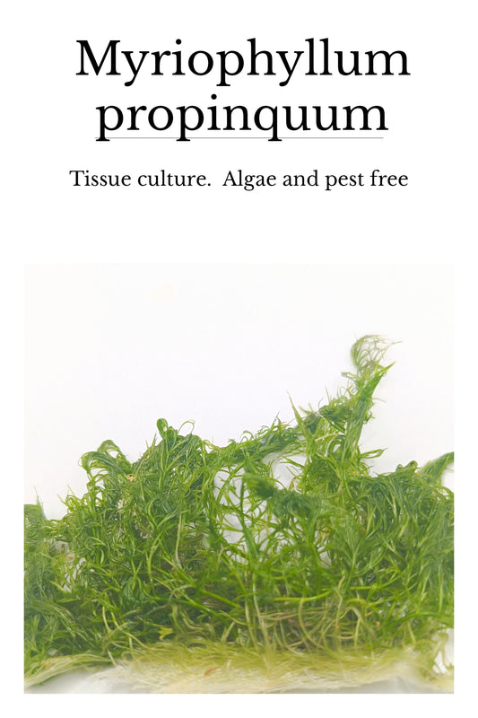 Myriophyllum propinquum (PGTC Bag)