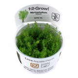Tropica 1-2-GROW -Myriophyllum 'Guyana' - theplantguy