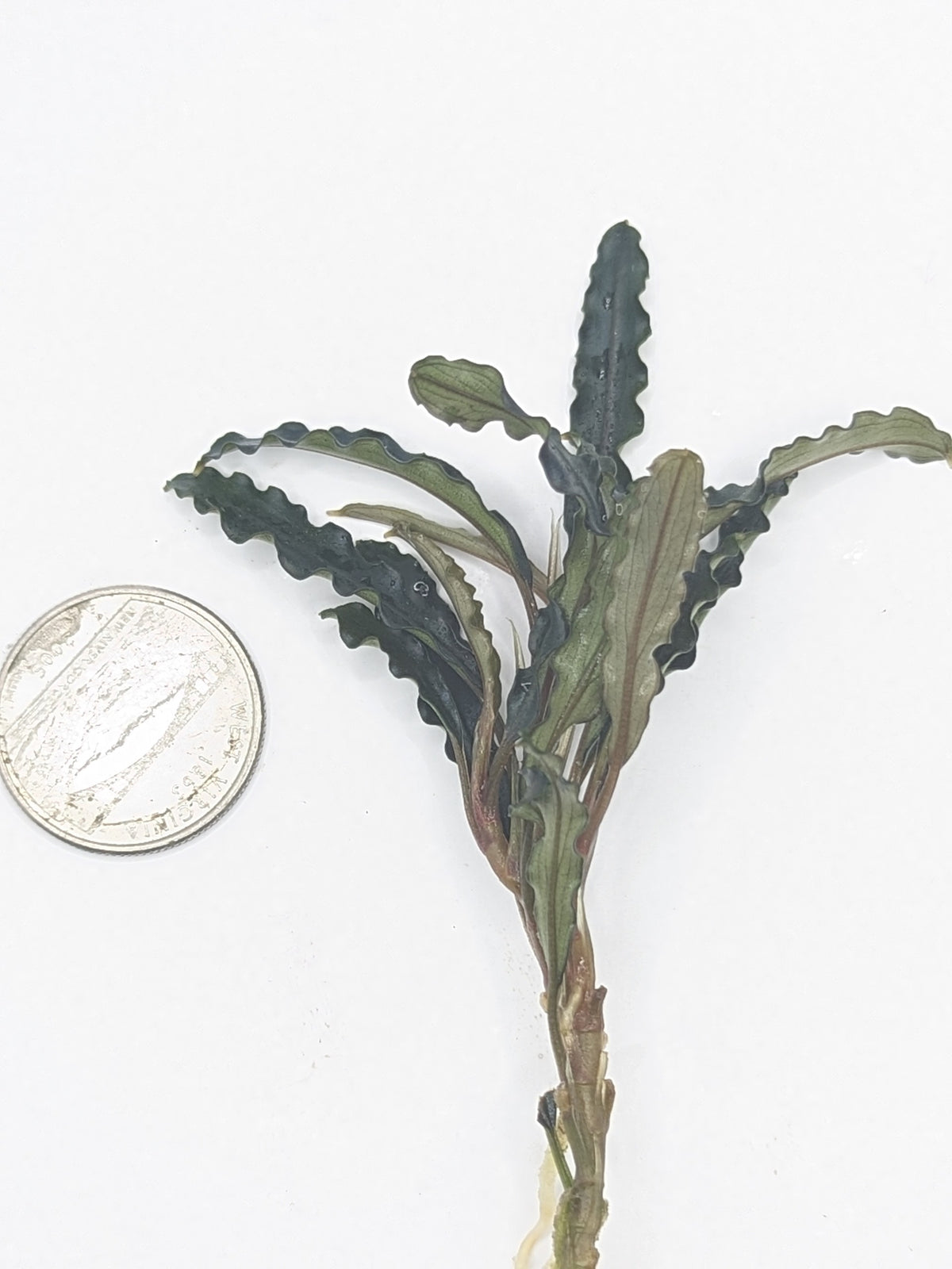 Bucephalandra 'dark velvet'