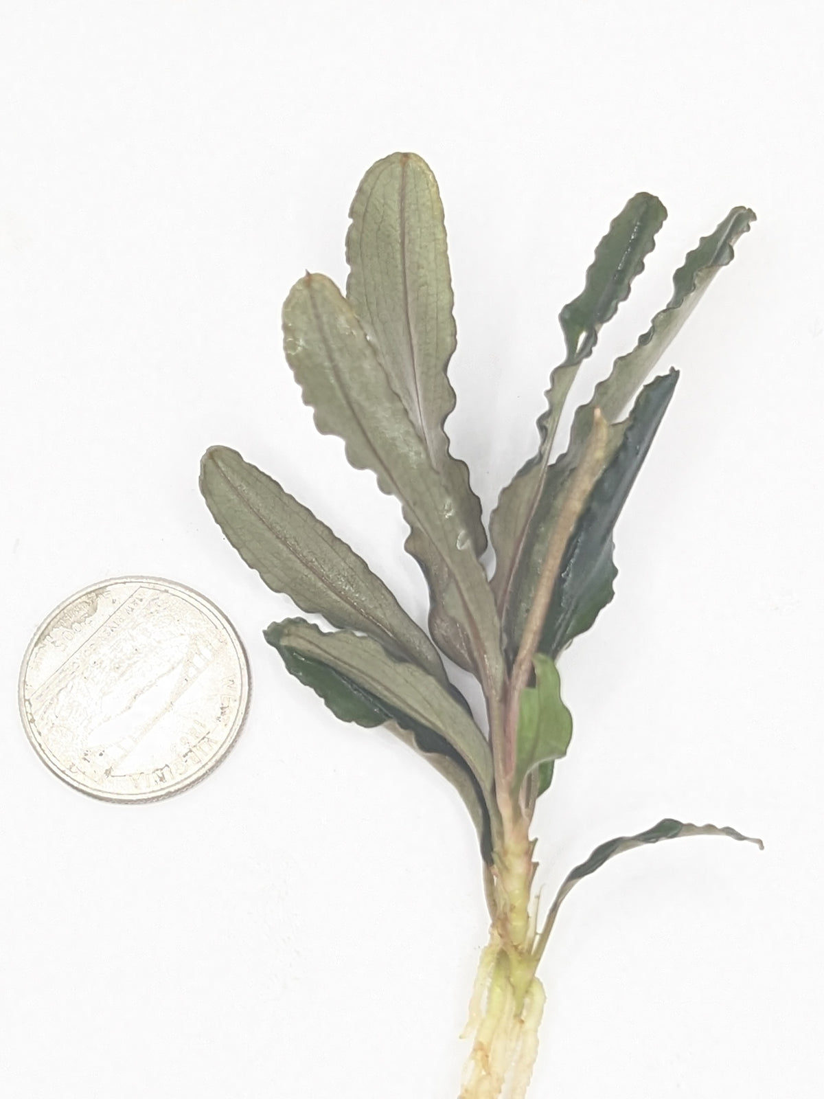 Bucephalandra kedagang brown long (one rhizome per order)
