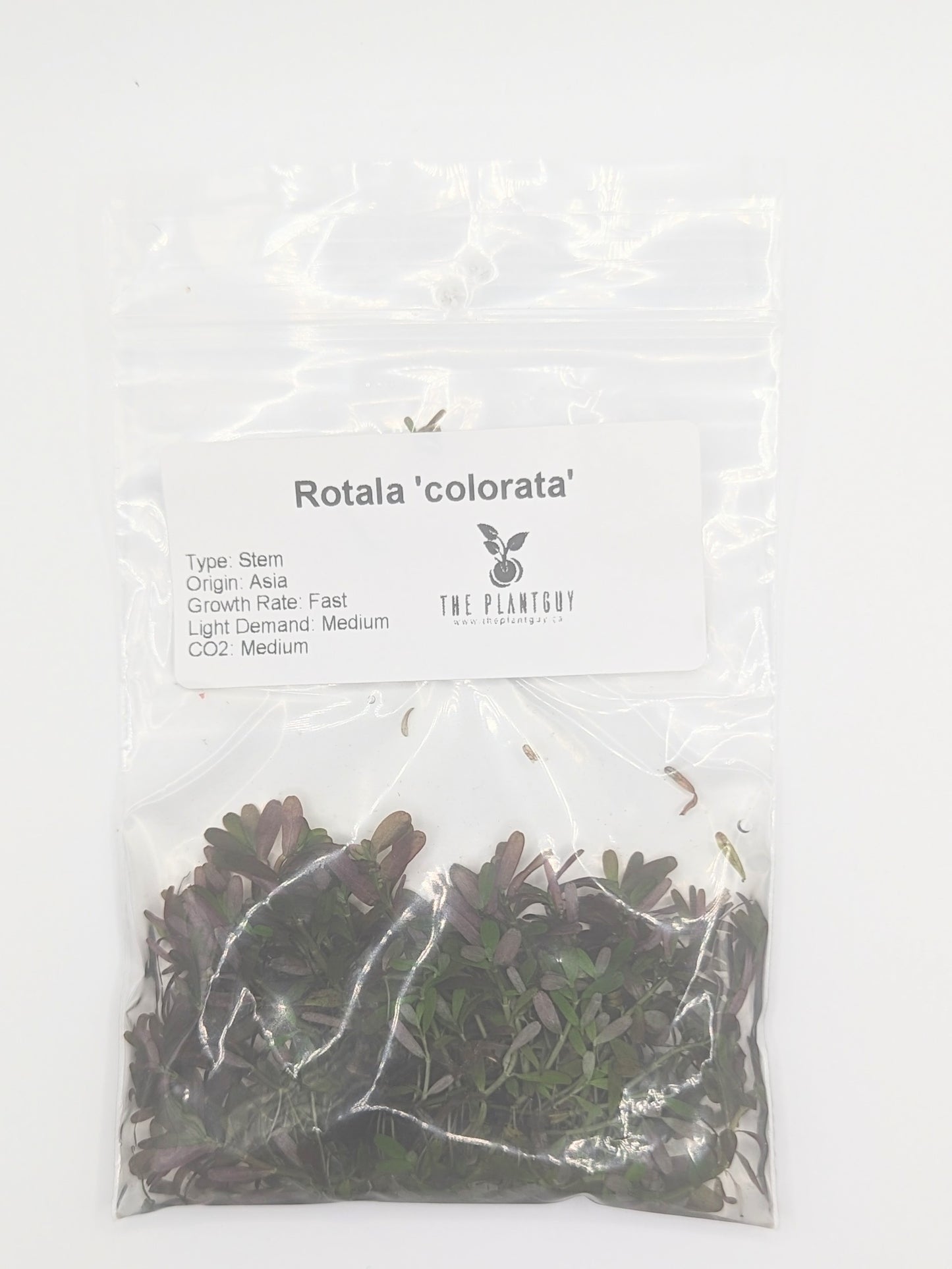 Rotala colorata (PGTC bag)