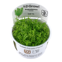 Tropica 1-2-GROW -Pogostemon erectus - theplantguy