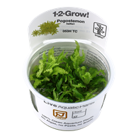 Tropica 1-2 Grow- Pogostemon helferi - theplantguy