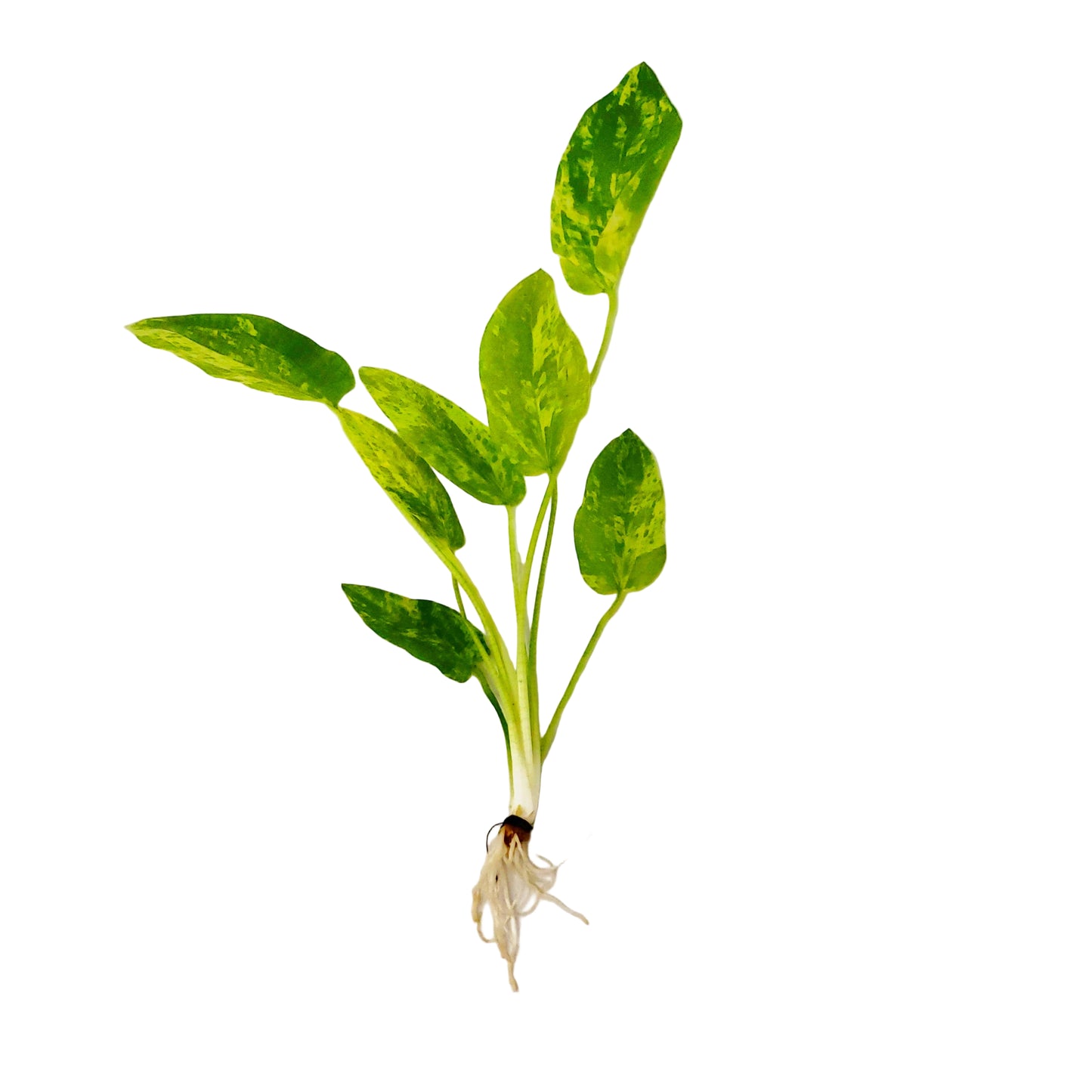 Echinodorus 'marble queen'