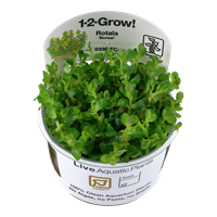 Tropica 1-2-GROW-Rotala 'Bonsai' - theplantguy