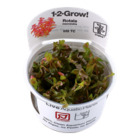Tropica 1-2-GROW-Rotala macrandra 'japan' - theplantguy