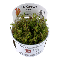 Tropica 1-2-GROW -Rotala wallichii - theplantguy