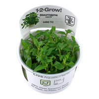 Tropica 1-2 Grow- Staurogyne repens - theplantguy