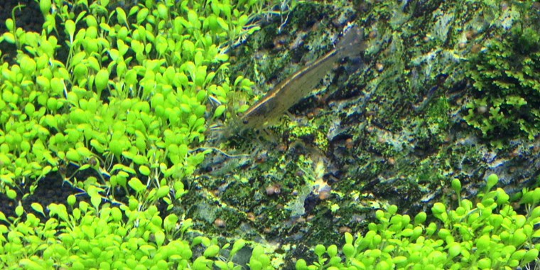 Tropica 1-2-GROW -Elatine hydropiper - theplantguy