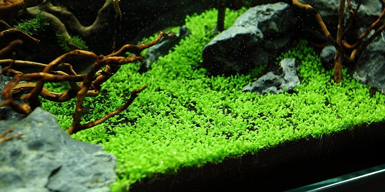 Tropica 1-2-GROW -Elatine hydropiper - theplantguy