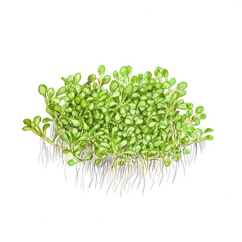 Tropica 1-2-GROW -Elatine hydropiper - theplantguy