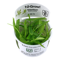 Tropica 1-2-GROW - Helanthium 'Quadricostatus' - theplantguy
