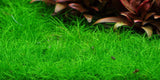 Tropica 1-2-GROW -Eleocharis acicularis 'Mini' - theplantguy
