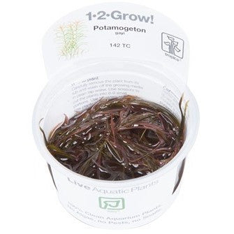 Tropica 1-2-GROW -Potamogeton gayi - theplantguy