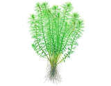 Tropica 1-2-GROW -Myriophyllum 'Guyana' - theplantguy
