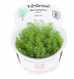 Tropica 1-2-GROW -Myriophyllum 'Guyana' - theplantguy