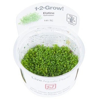 Tropica 1-2-GROW -Elatine hydropiper - theplantguy