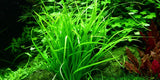 Tropica 1-2-GROW -Helanthium tenellus 'Green' - theplantguy