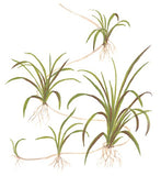 Tropica 1-2-GROW -Helanthium tenellus 'Green' - theplantguy